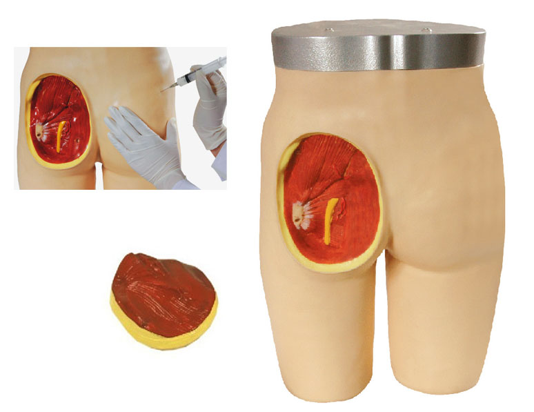 高級臀部肌肉注射與解剖結(jié)構模型