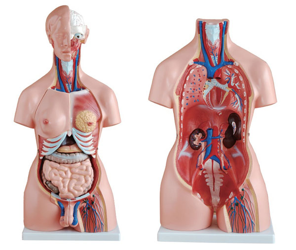 兩性互換軀干模型85cm(23件)
