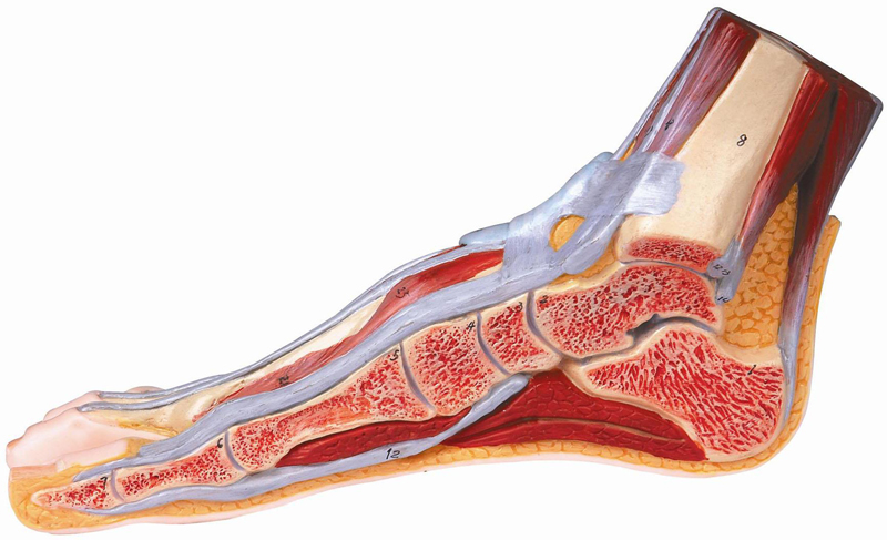 足正中矢狀切面模型