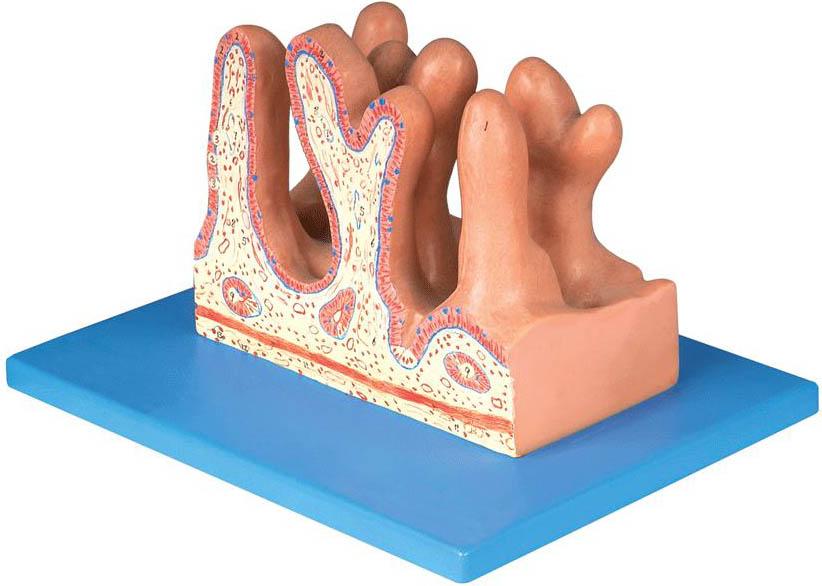 空腸內(nèi)面放大模型