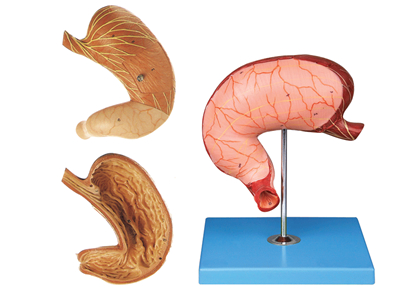 胃及剖面模型