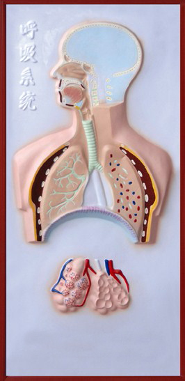 呼吸系統(tǒng)浮雕模型