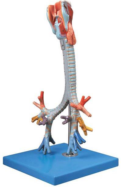 喉與氣管、支氣管樹模型