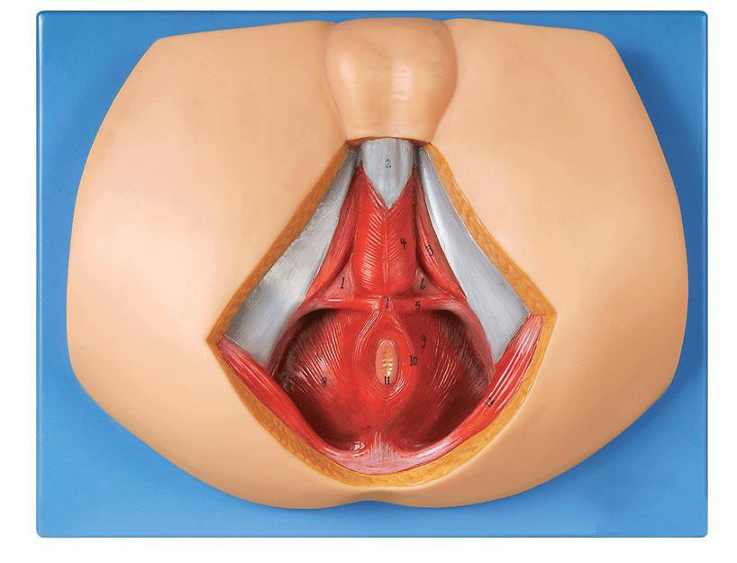 男性會(huì)陰模型