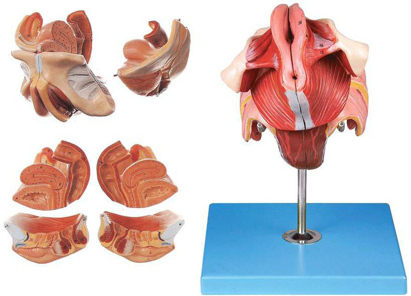 女性生殖器官結構模型
