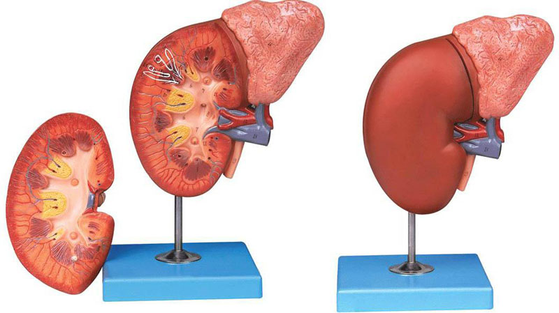 腎臟與腎上腺放大模型