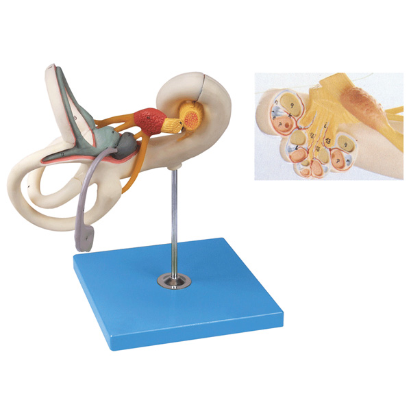 內(nèi)耳迷路放大模型