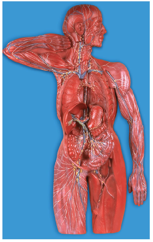 淋巴系統(tǒng)模型