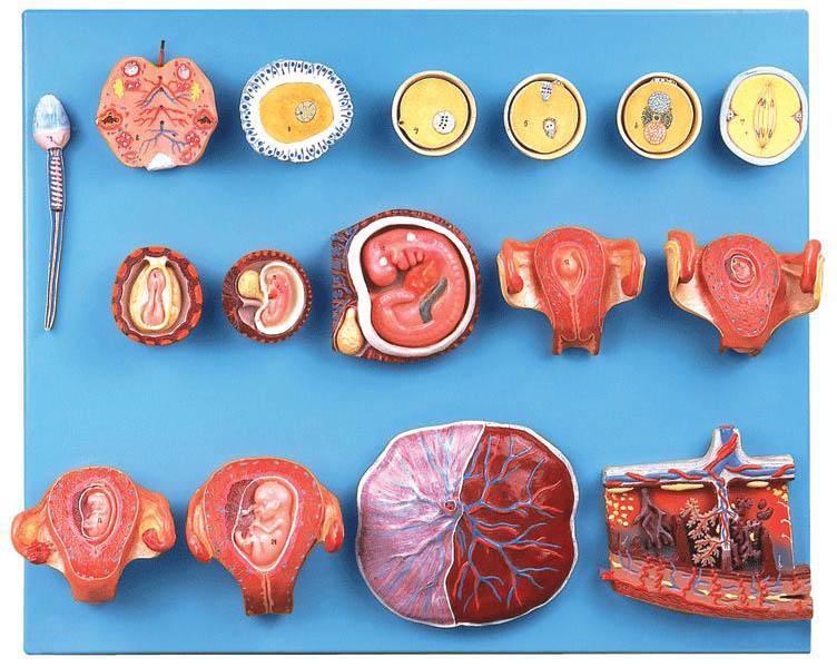 受精與早期胚胎發(fā)育過(guò)程模型