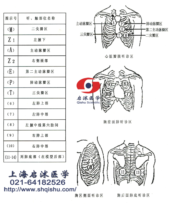 心肺觸診聽診示意圖