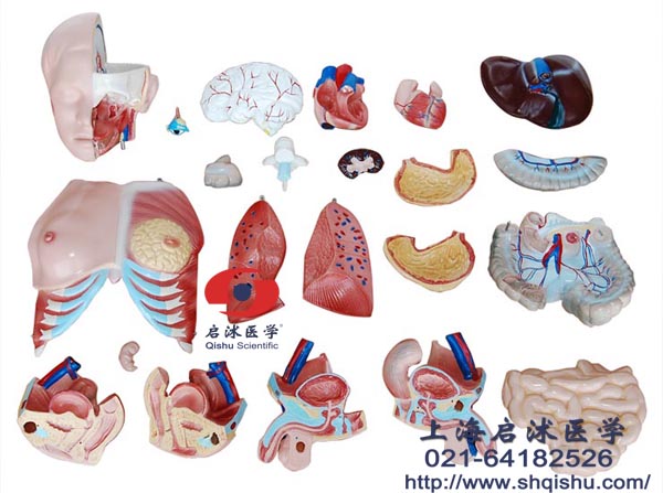 兩性互換軀干模型23部件