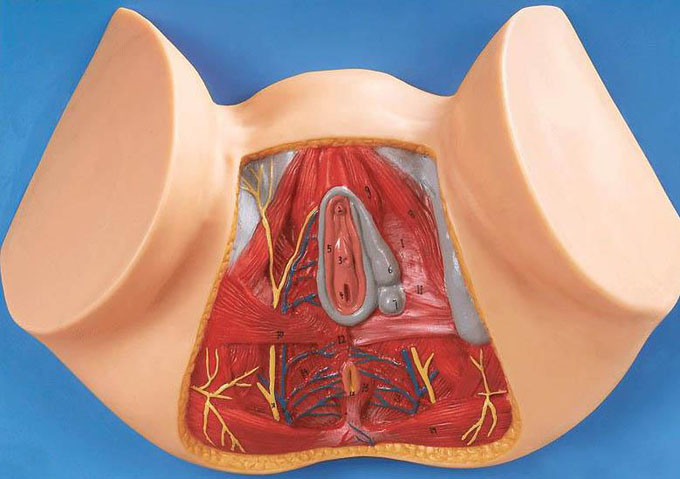 女性會陰部神經(jīng)血管模型