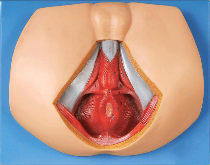 男性會陰部神經(jīng)血管模型