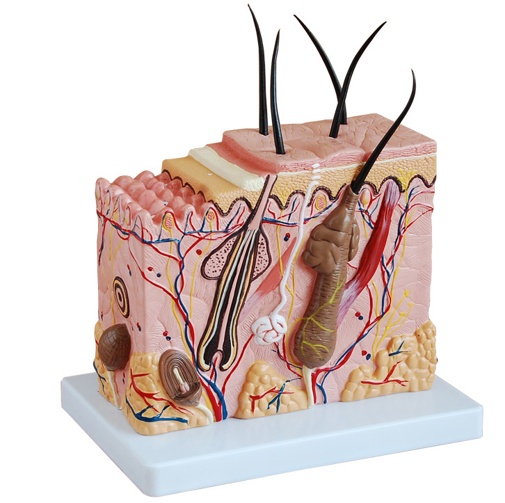 中型皮膚放大模型