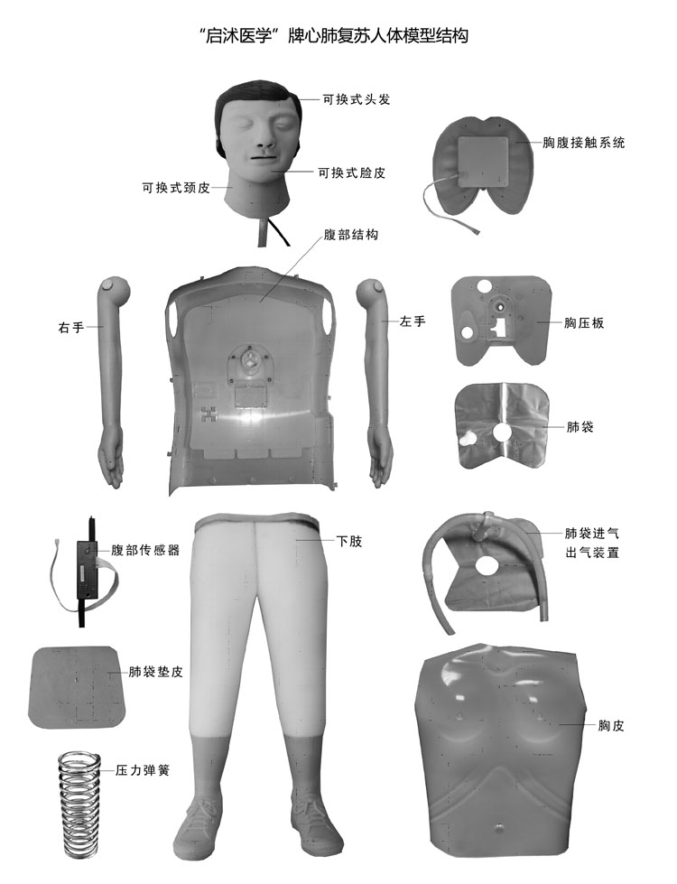 心肺復(fù)蘇模擬人解剖結(jié)構(gòu)